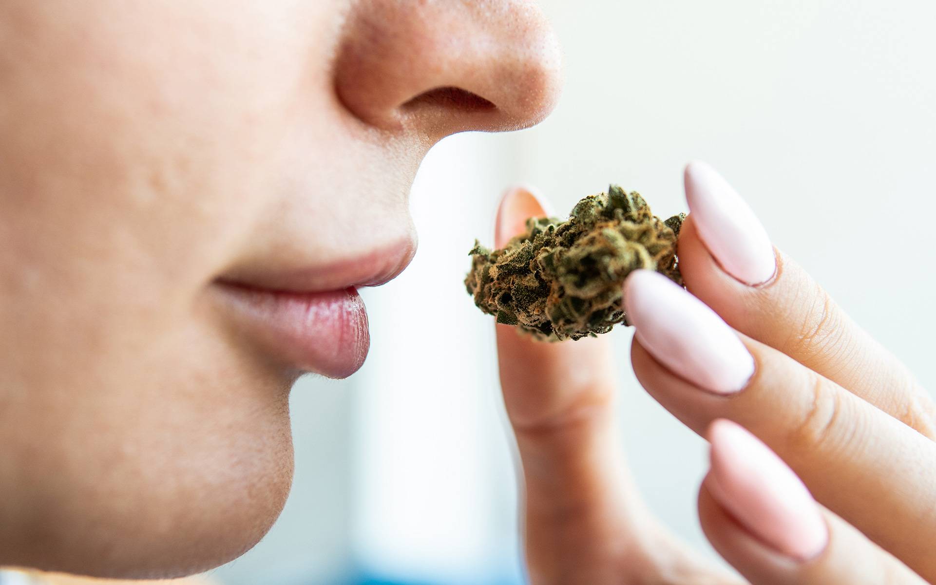 Sposób na Zamaskowanie Zapachów Marihuany, CarBOO
